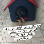 پانسیون و مشاوره تربیت و اموزش مربی سگ