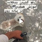 پانسیون و مشاوره تربیت و اموزش مربی سگ