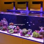 فروشگاه ایران کورال