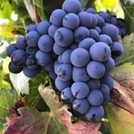 معین نهال برتر