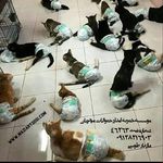 موسسه امداد حیوانات مهربان