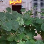 مرکز حقوقی داوری فکرنو