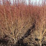 فروش نهال پیوندی و غیر پیوندی فلاح