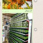 عطاری بزرگ بلوط