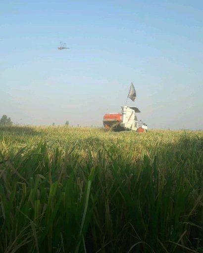 فروش عمده برنج محلی