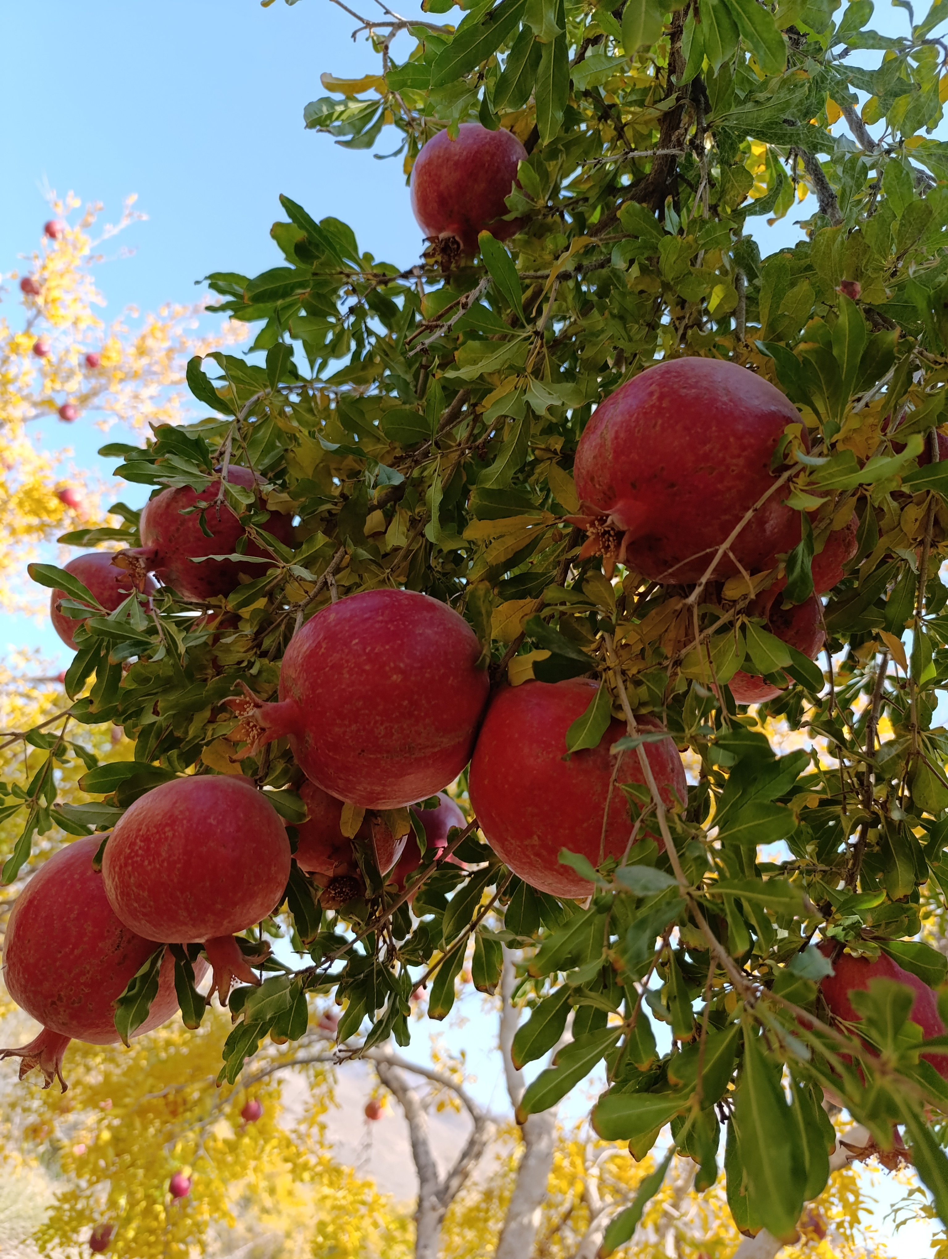 فروش و تجارت انار