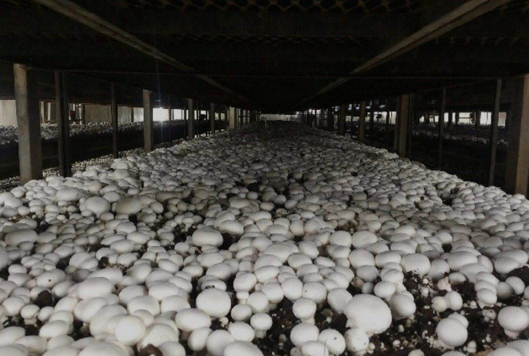 کمپوست قارچ