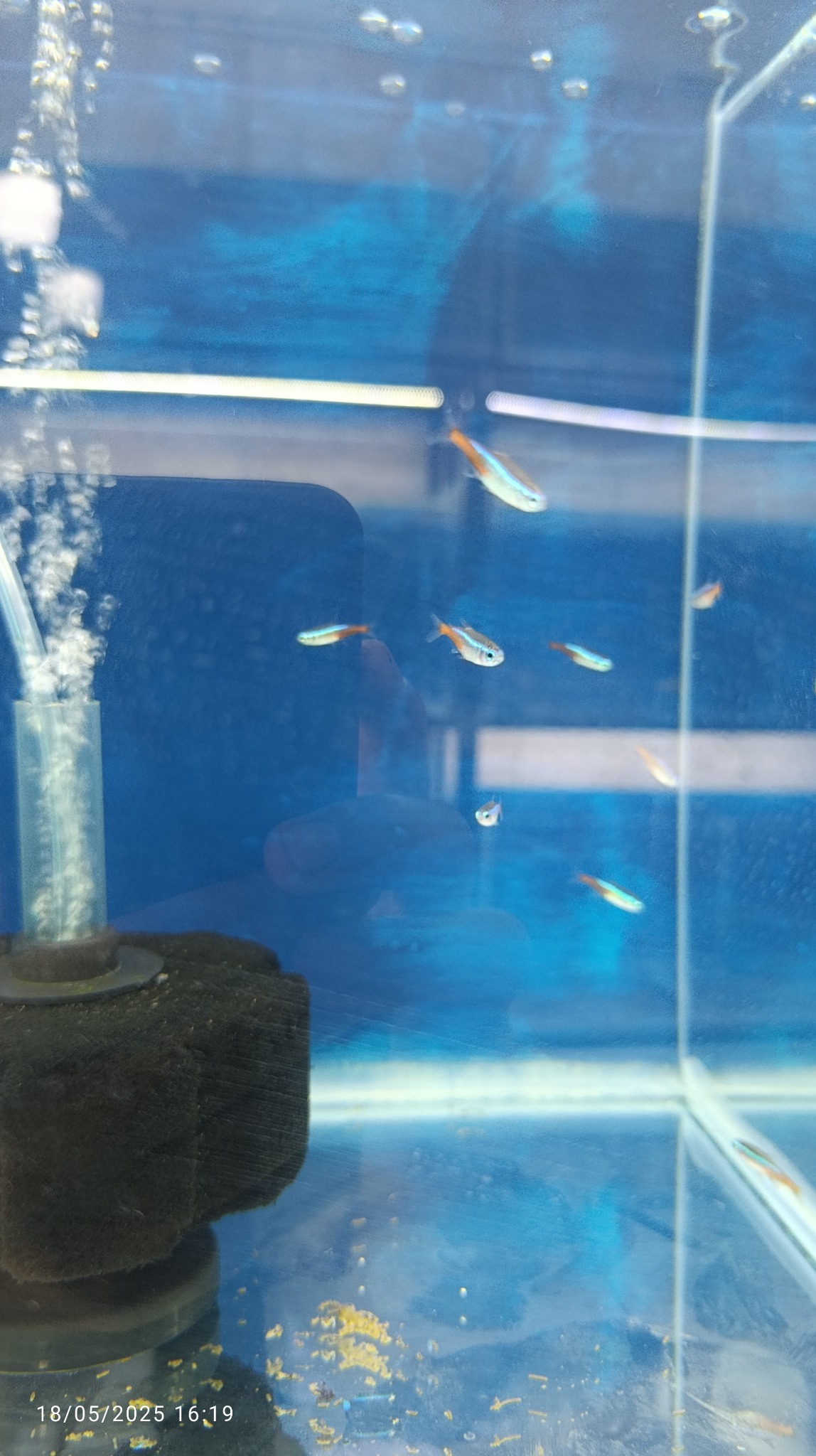 آکواریوم پرشین فیش