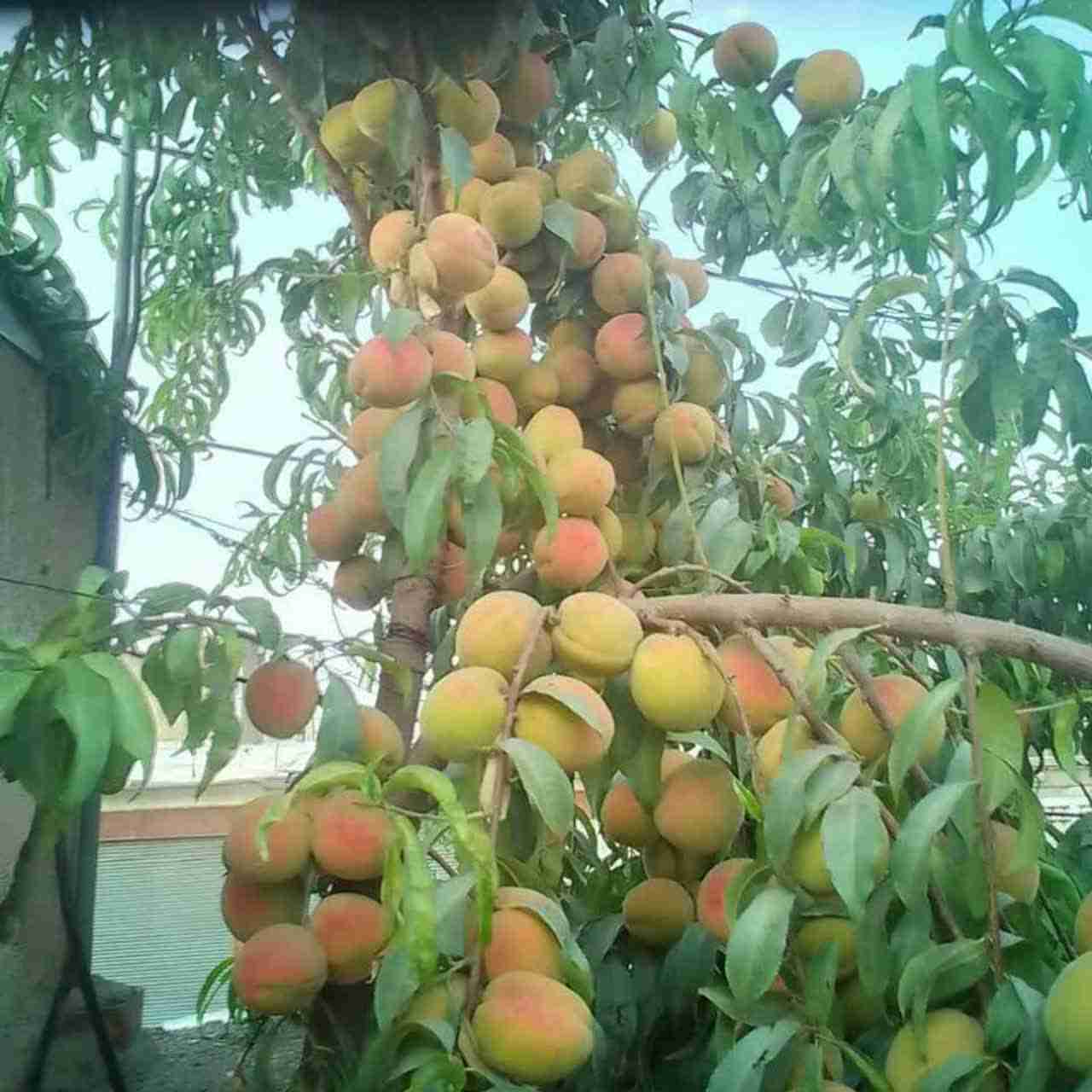 سمپاشی رضایی