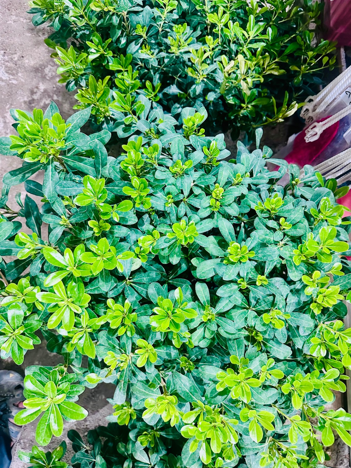 گل فروشی خانه گل