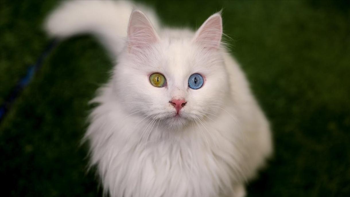 آژانس توریستی شایلین وان توریسم