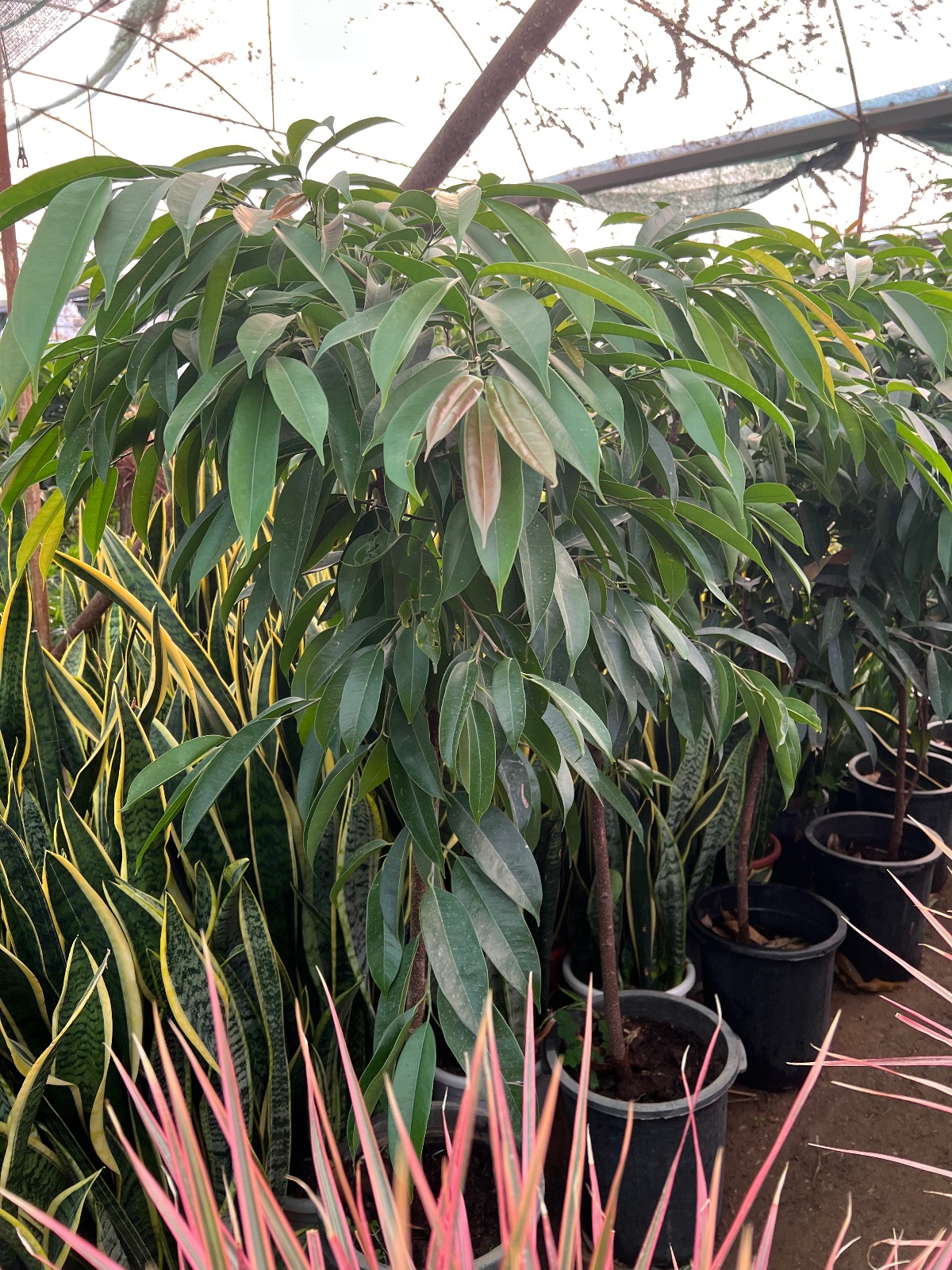 گلسرای دشت سبز