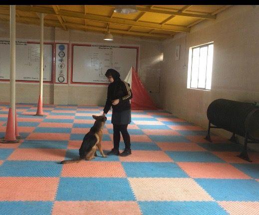 مجموعه تربيت سگ شجاع