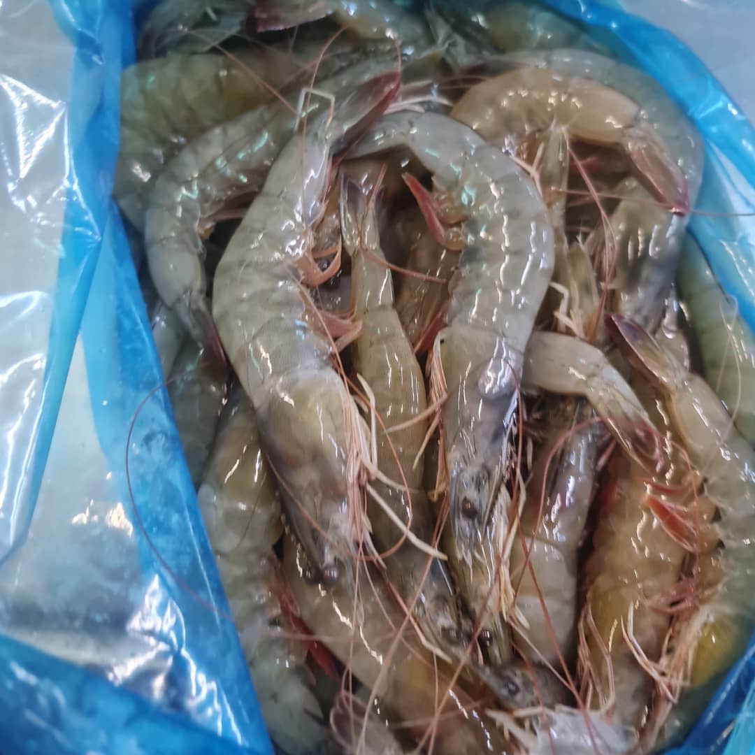 میگو ماهی صادراتی غلامی