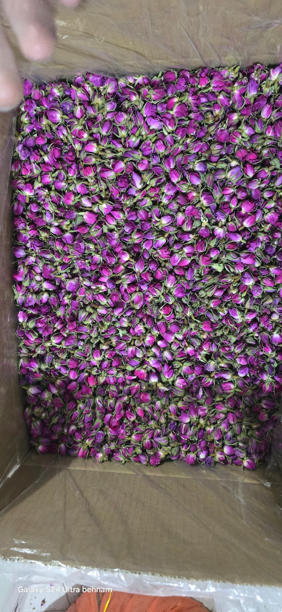 غنچه گل محمدی