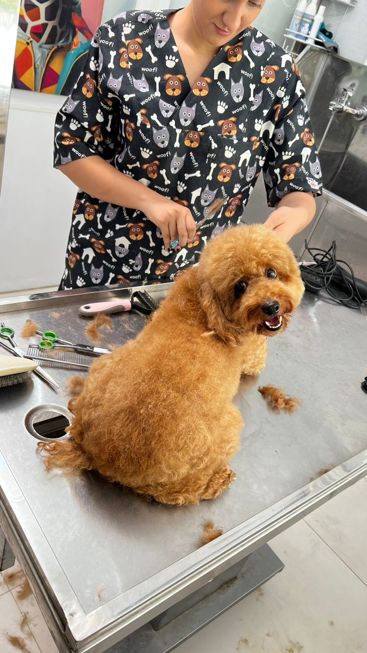 پانسیون و پت شاپ افروپت