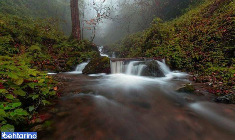 جنگل دالخانی