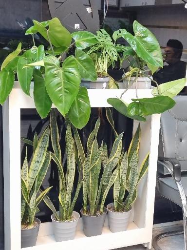مسکن مهر