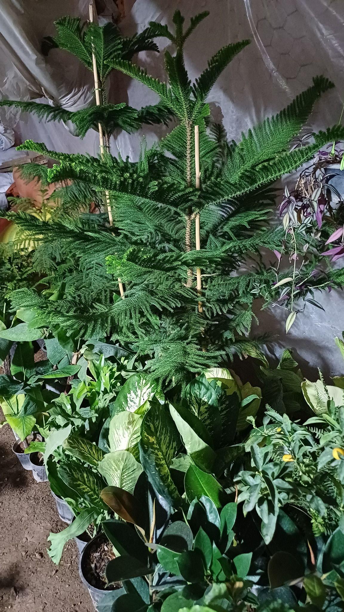 گلسرای سجاد