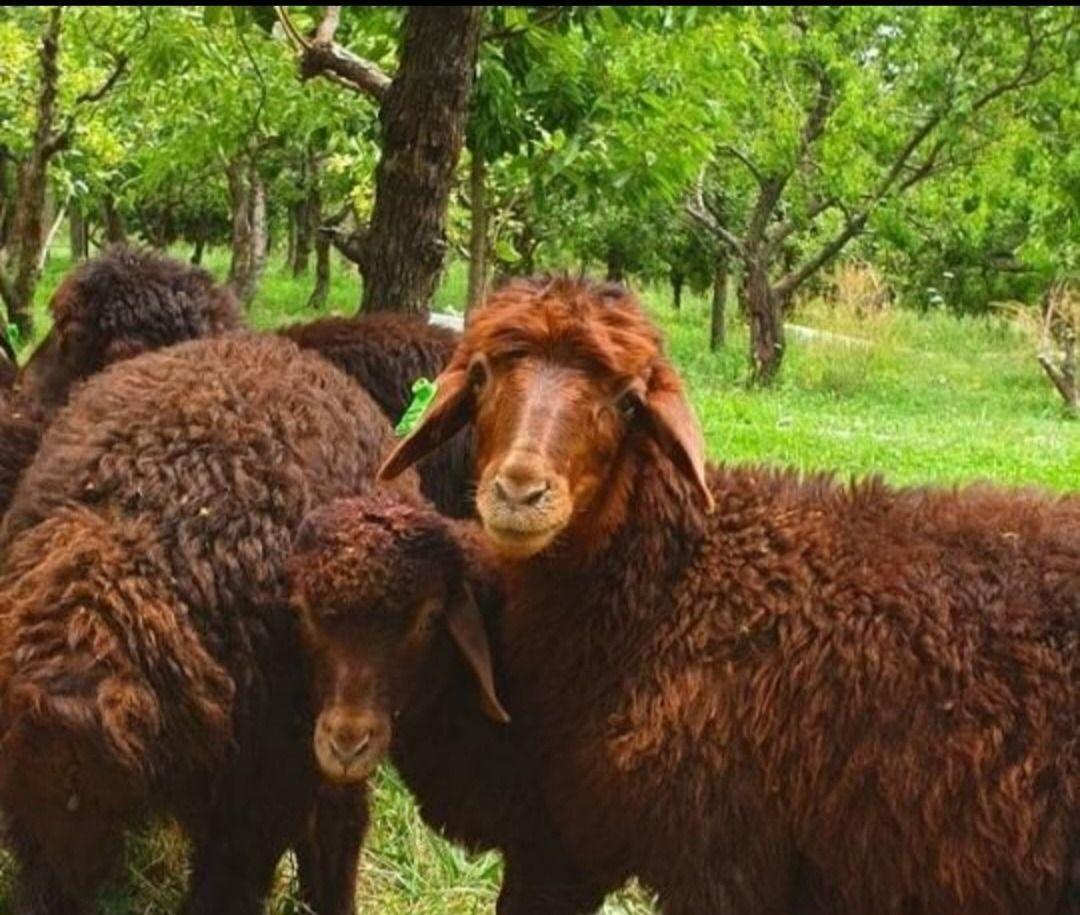 فروش گوسفند زنده جوان