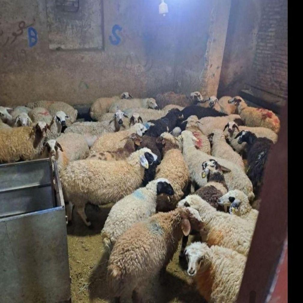 فروش گوسفند زنده تهران