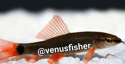 دنیای اکواریوم و ماهی شاپ ونوس کرج فیش