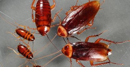 سمپاشی و دفع حشرات تضمینی وحید