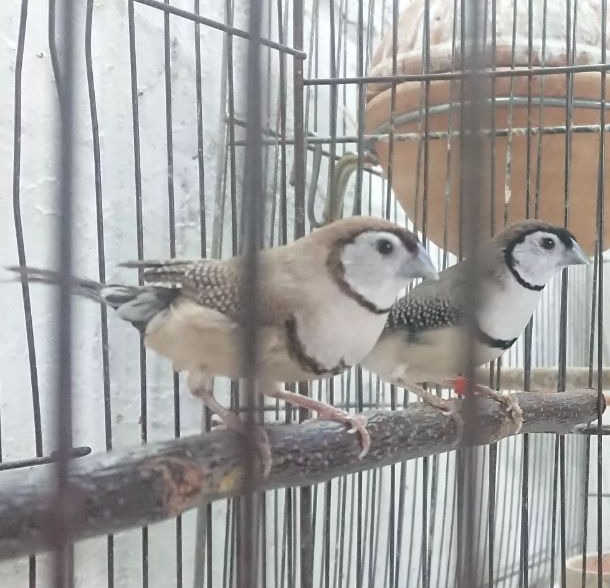 فروش پرندگان منصوری