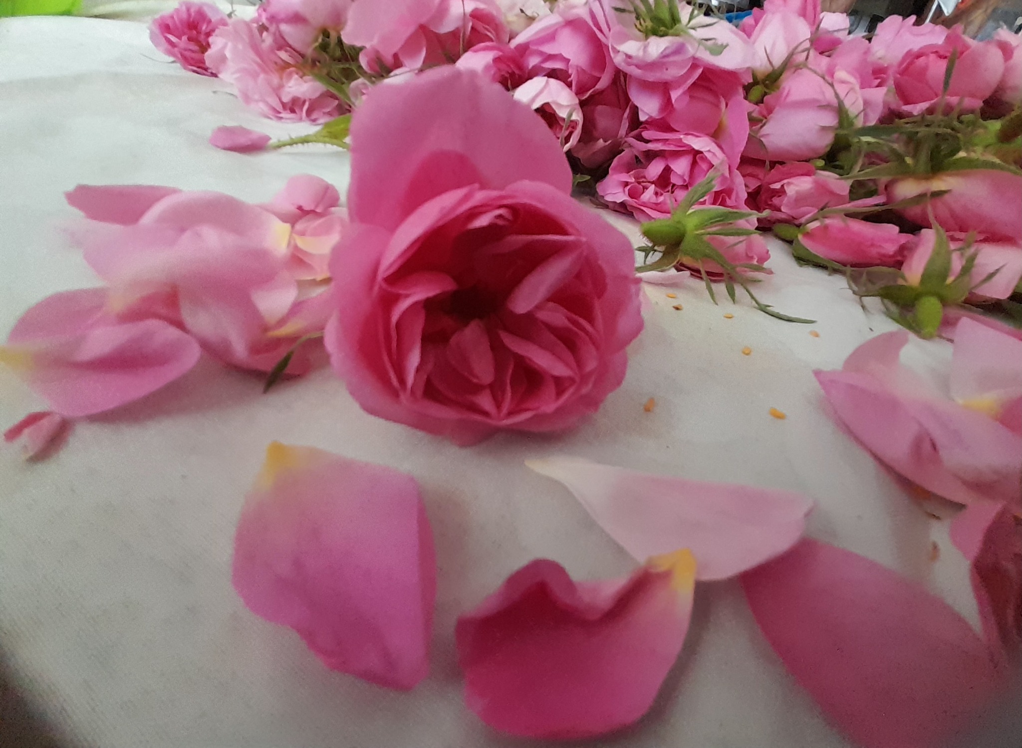 گلاب و عرقیجات ارغوان