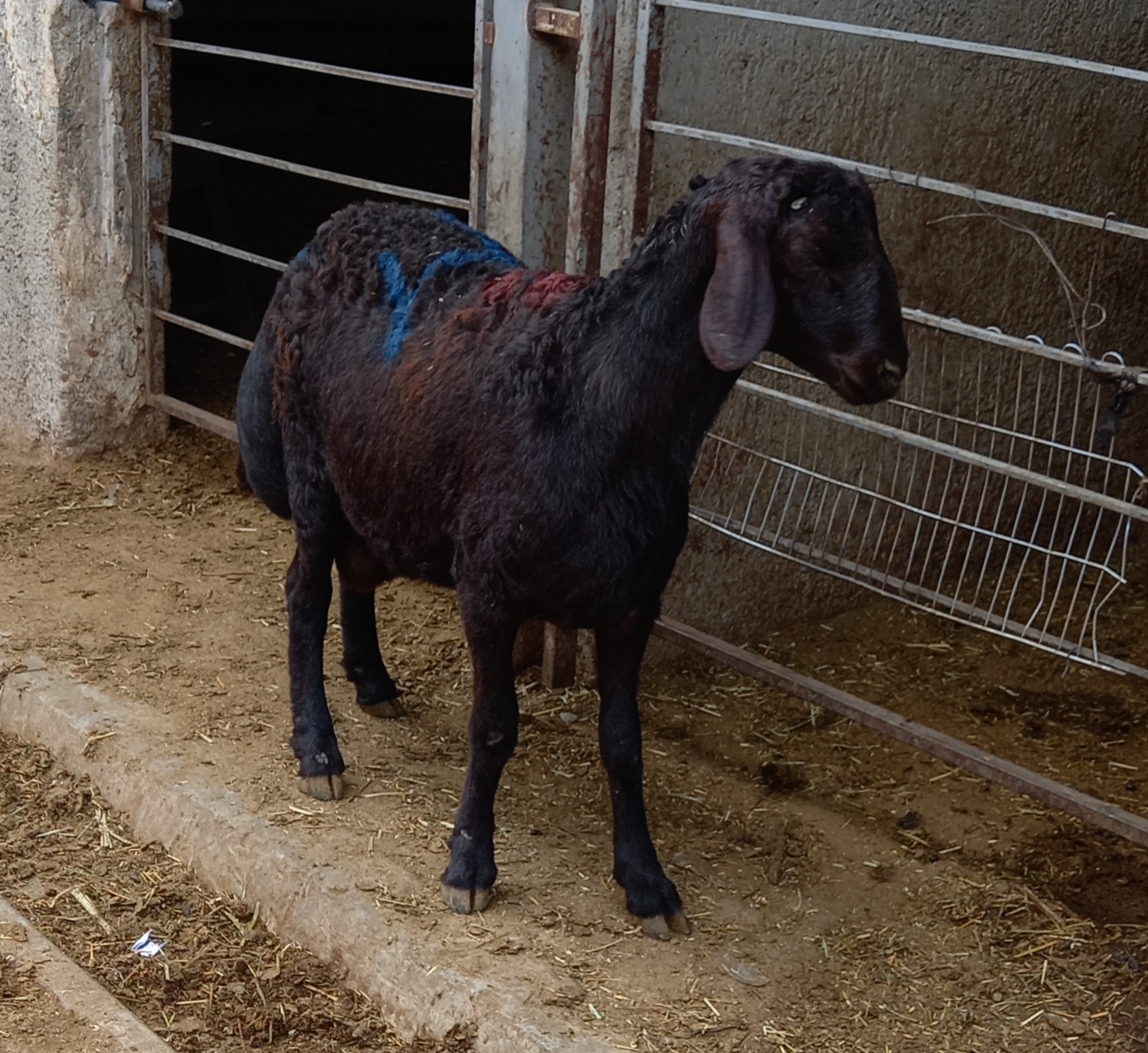 فروش گوسفند زنده قصاب سلاخ سیار(سرابی)