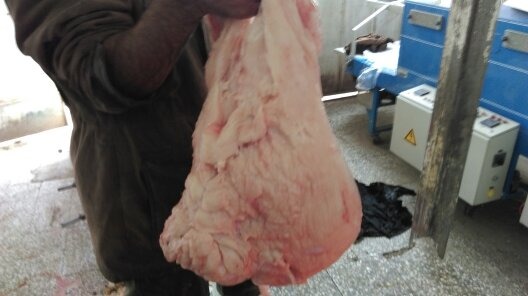 صادرات دنبه گوسفندی تصدیر لیه اغنام