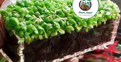 آکواریوم پلنت آکوا