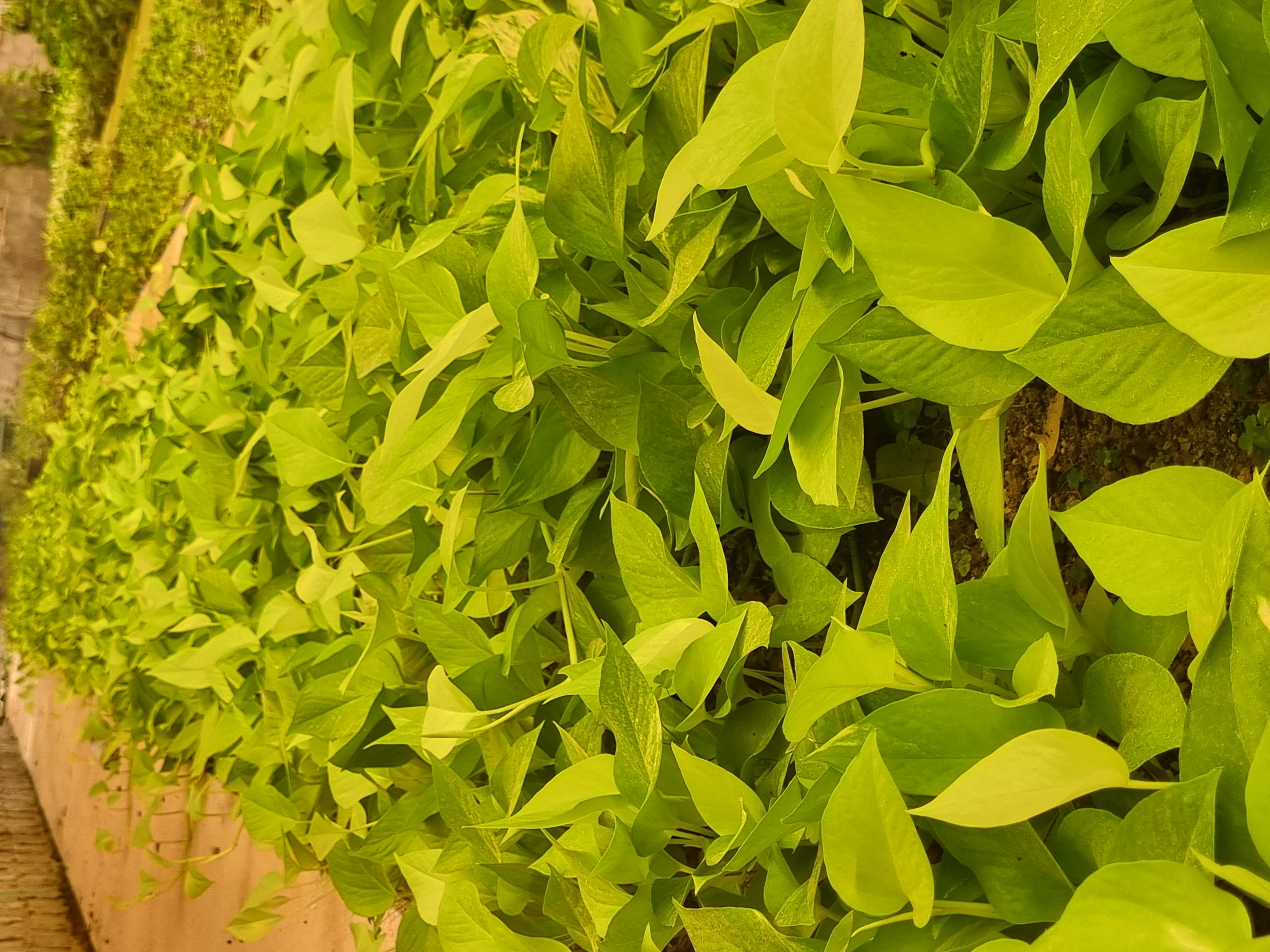 گلفروشی شاخ وبرگ