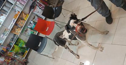 پلی کلینیک دامپزشکی و پت شاپ شیز پت