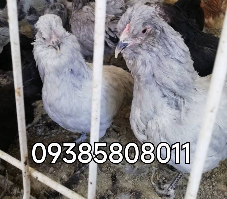 تخم نطفه دار اراکانا