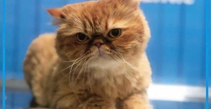 پت شاپ رایا (آنلاین)