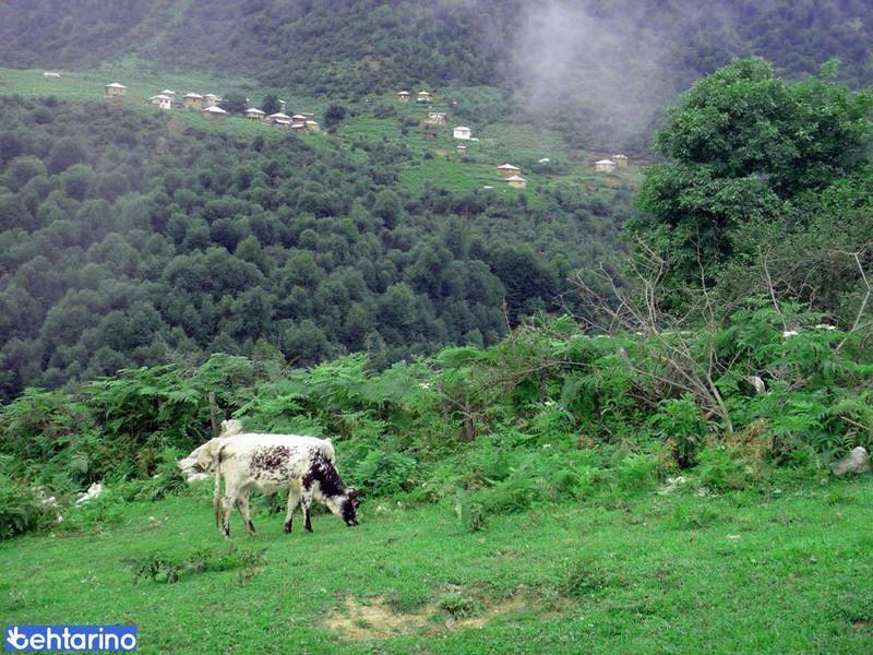 روستای سیف کلایه