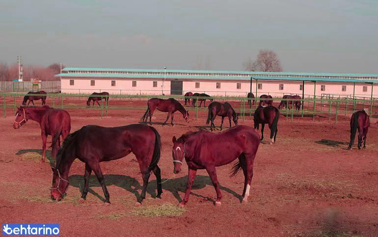 مزرعه پرورش اسب شریف