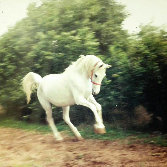 باشگاه سوارکاری یاصنم