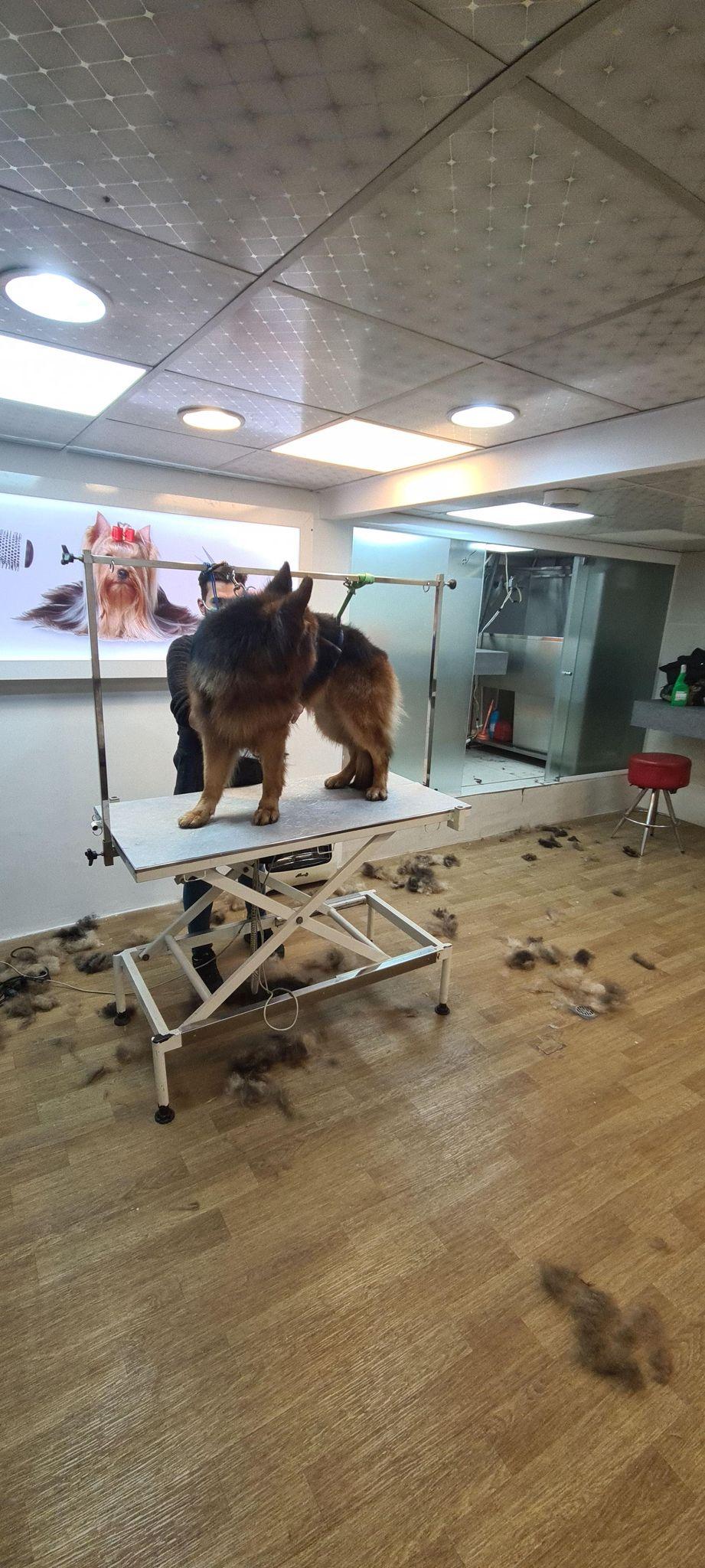 کلینیک و پت شاپ پرشین پت