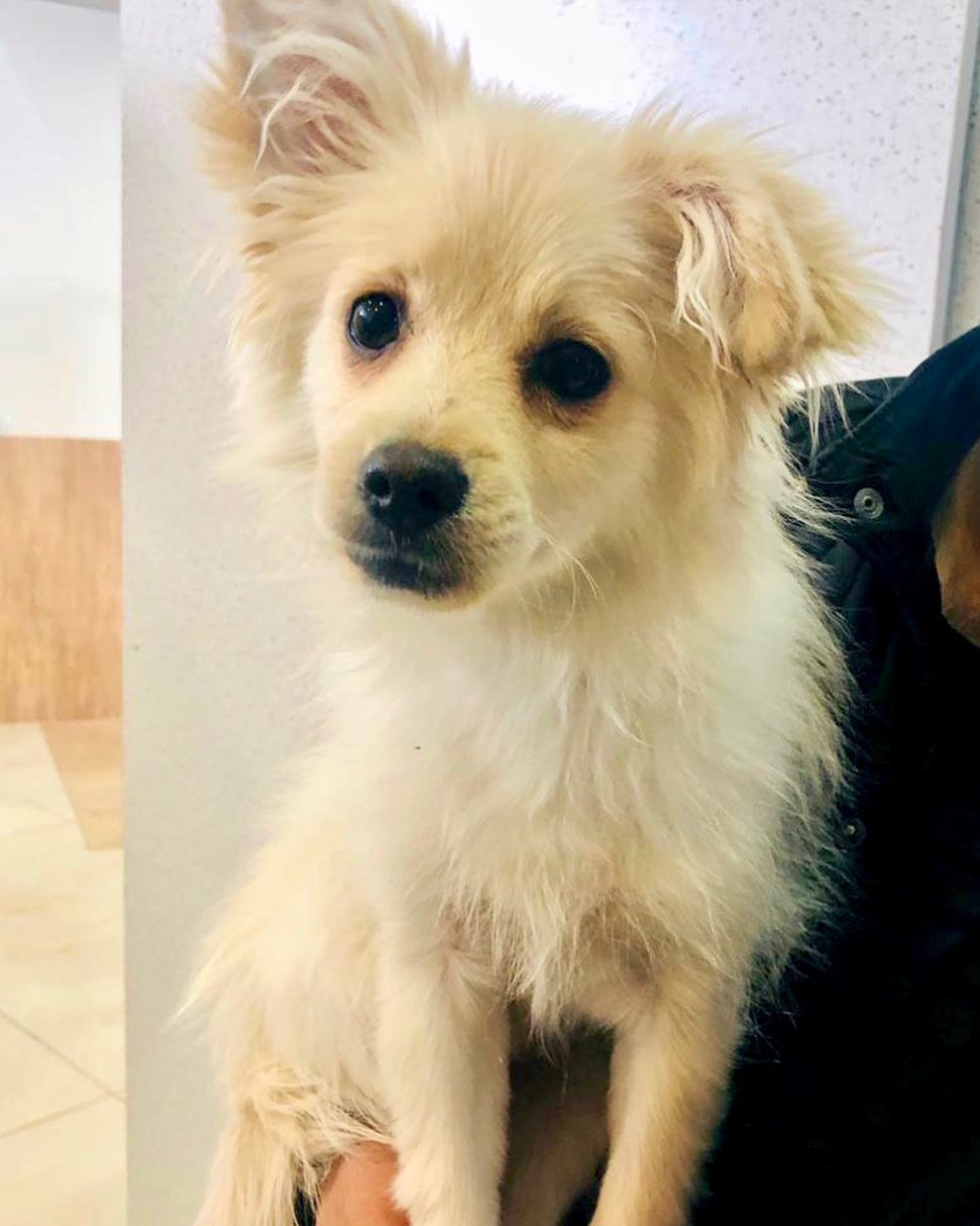 کلینیک دامپزشکی آبان