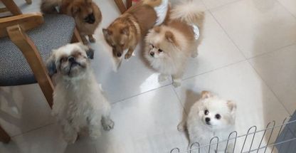 پانسیون خانگی سگ کوکولند