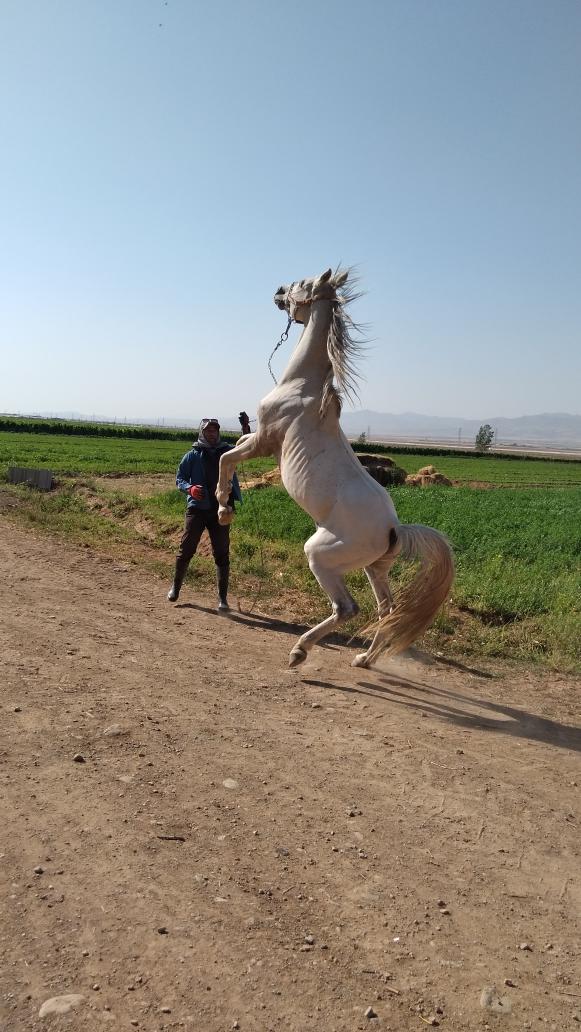 مزرعه پرورش اسب دشت بهشت