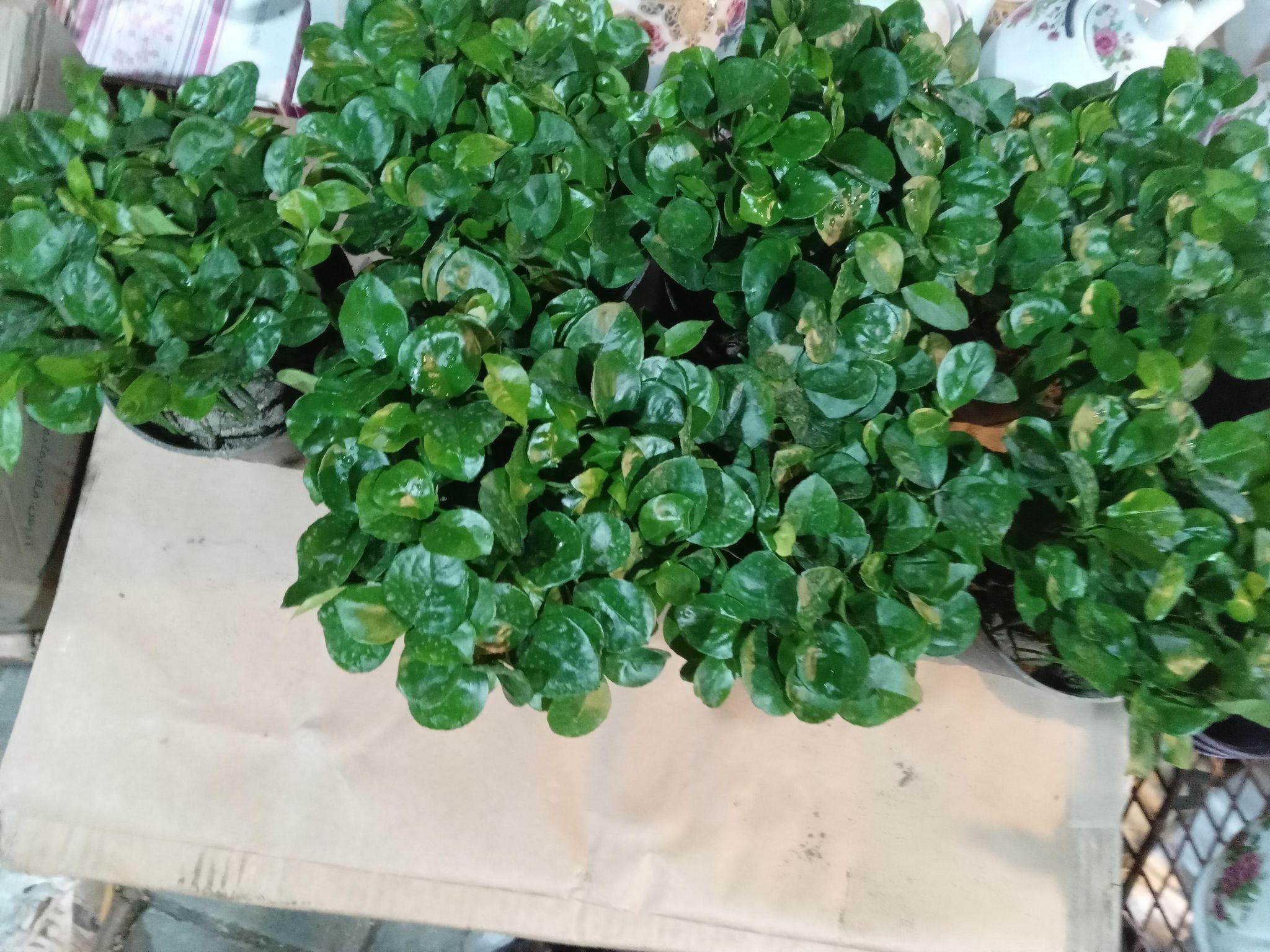 گل فروشی برادران