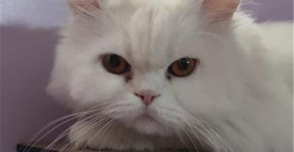 پانسیون سگ و گربه نیل