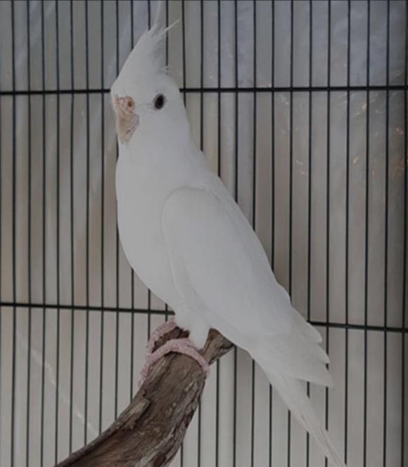 مرکز خرید و فروش پرندگان زینتی خلیج پارس