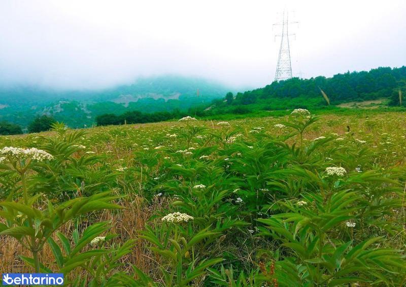 دهکده داماش