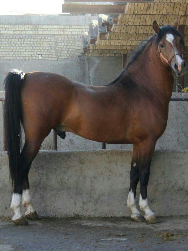 زورخانه گُردان