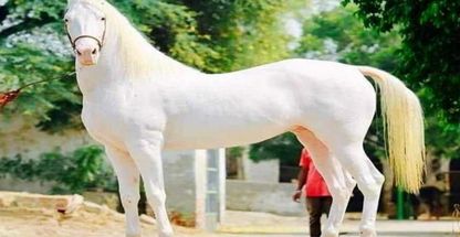 باشگاه سوارکاری اسب سفید