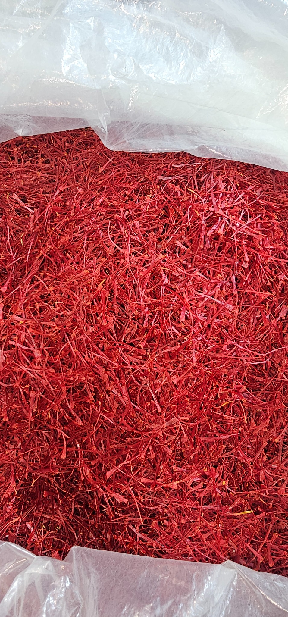 زعفران مشرق زمین